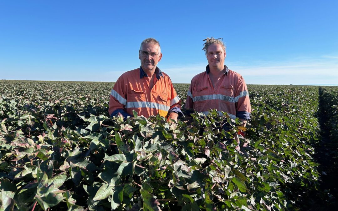 ‘Cowboy’ rides back into FastStart™ Cotton Establishment Awards