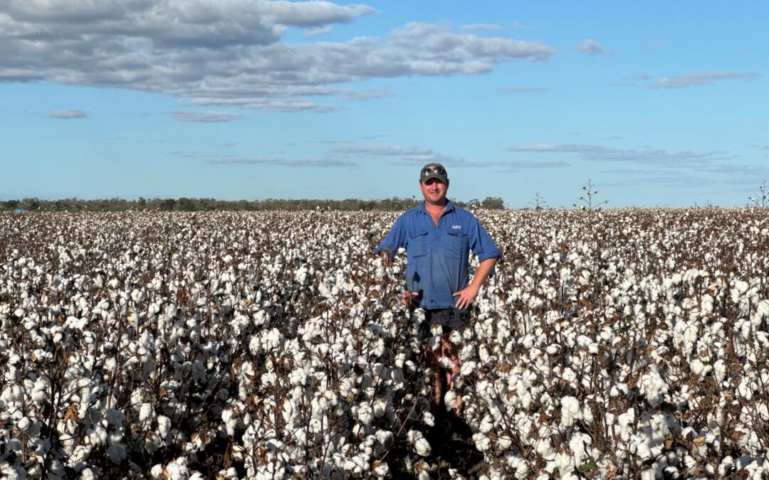 Regional winners turn cotton tools to their establishment advantage