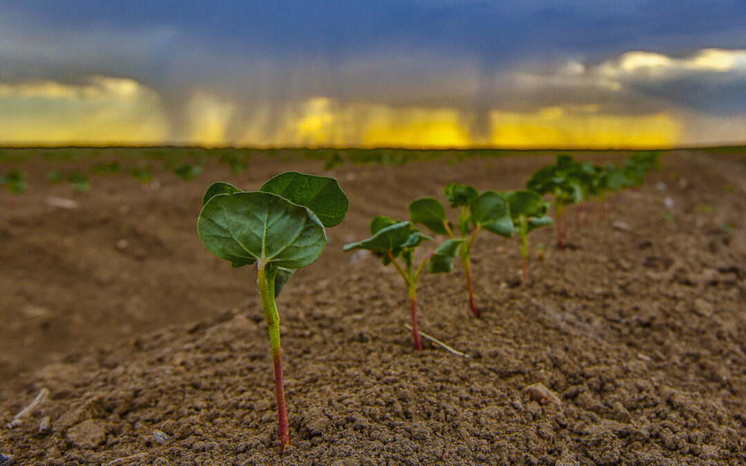 FastStart Cotton Establishment Awards open for 2022-23 season